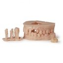 Cartouche Résine Formlabs Dental Model V3